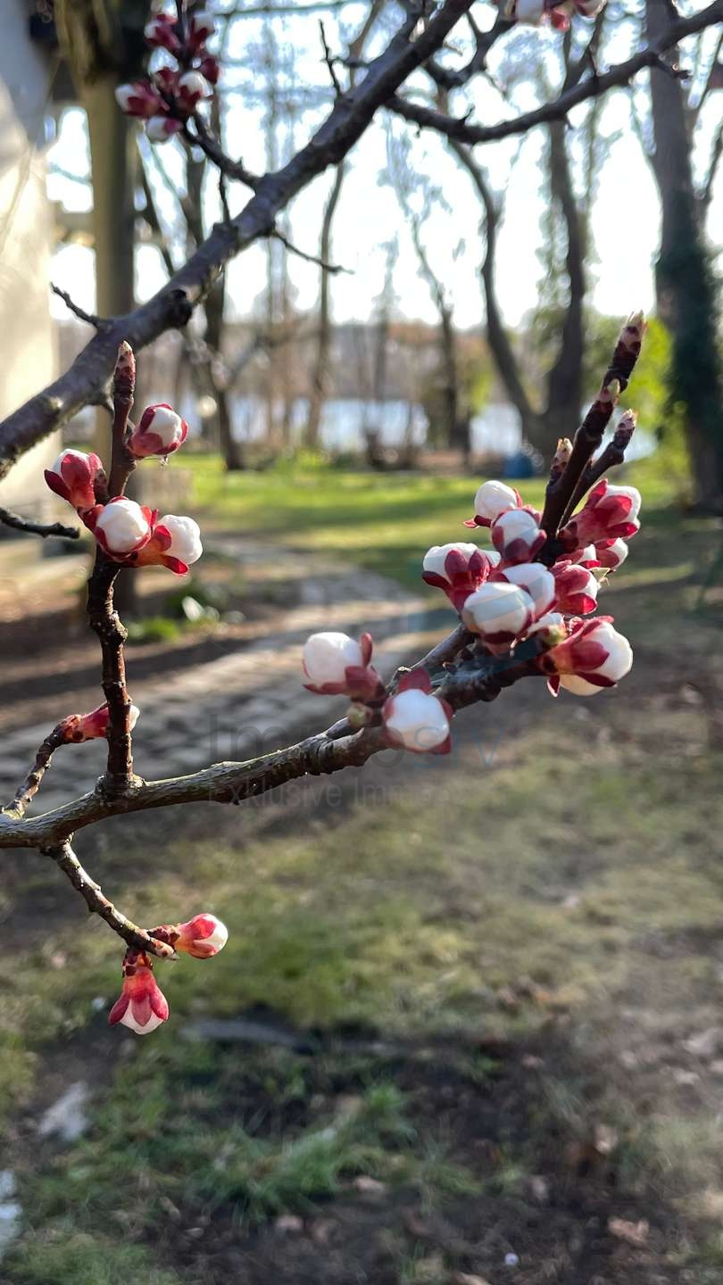 Obstbaumbluarechts am Haus) Einfamilienhaus Falkensee