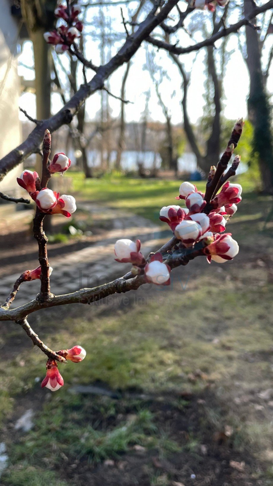 Obstbaumbluarechts am Haus) Einfamilienhaus Falkensee